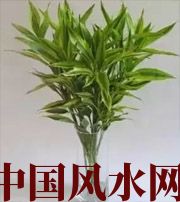 贵州十二生肖养什么植物最旺财运？你知道吗！